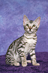 Bengal kitten