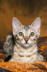 Bengal kitten