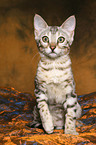 Bengal kitten
