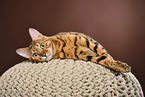 lying  Bengal cat