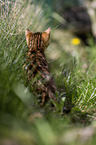 Bengal Kitten