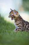 Bengal Kitten