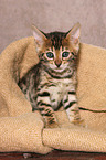 sitting Bengal Kitten