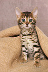 sitting Bengal Kitten