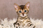 sitting Bengal Kitten