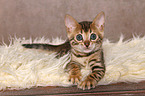 lying Bengal Kitten