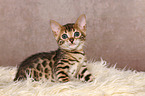 lying Bengal Kitten