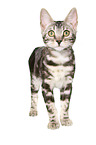 standing Bengal Cat