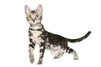 standing Bengal Cat