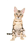 sitting Bengal Cat