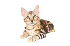 lying Bengal Cat