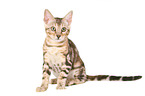 sitting Bengal Cat