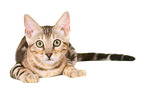 lying Bengal Cat