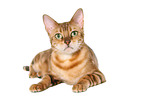 lying Bengal Cat