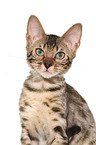 young Bengal Cat