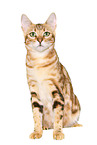 sitting Bengal Cat