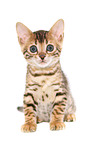 sitting Bengal Kitten