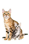 2 Bengal Cats