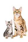 2 Bengal Cats