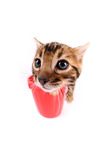 Bengal Kitten