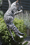 jumping Bengal Cat