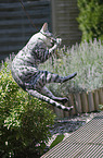 jumping Bengal Cat