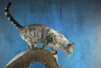 walking Bengal cat