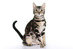 sitting Bengal Cat