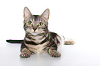 German Longhair Cat