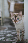 Bengal Cat in the apartment