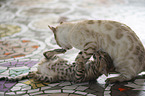 playing Bengal Cats