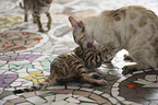 playing Bengal Cats