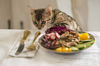 Bengale in front of a laid table