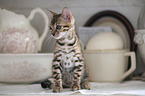 Bengal Cat in the apartment