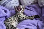 yawning Bengal Kitten