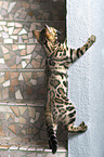 Bengal Cat in the apartment