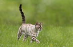 walking Bengal Cat