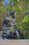young Bengal Cat