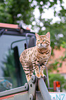 Bengal Cat