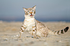 sitting Bengal Cat