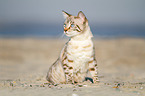 sitting Bengal Cat