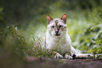 lying Bengal Cat