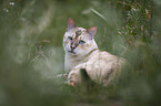 lying Bengal Cat