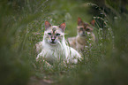 Bengal Cats