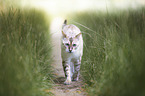 walking Bengal Cat