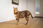 Bengal Cat