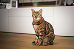 sitting Bengal Cat