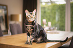 sitting Bengal Cat