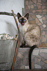 Bengal Cat