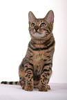 sitting Bengal Cat
